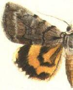 Catocala praeclara