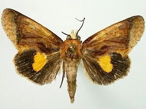 Gonodonta nitidimacula