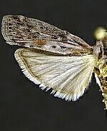 Sciota virgatella