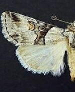 Sympistis meadiana