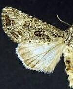 Anarta fulgora