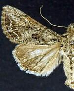 Anarta fulgora