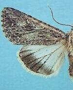 Scotogramma orida