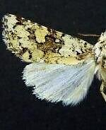 Lacinipolia tricornuta