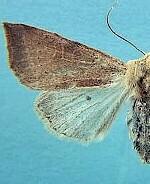 Perigonica eldana