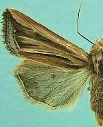 Hypotrix ferricola