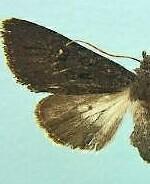 Tricholita elsinora