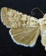 Euxoa comosa