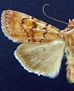 Euxoa piniae