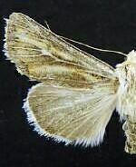 Protogygia polingi