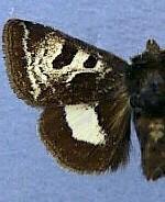 Heliothis belladonna