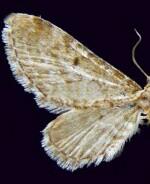 Eupithecia nimbosa