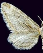 Eupithecia adequata