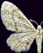 Eupithecia mendicata