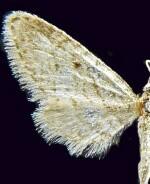 Eupithecia mendicata