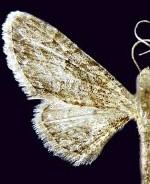 Eupithecia insipidata