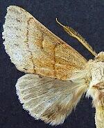 Euhyparpax rosea