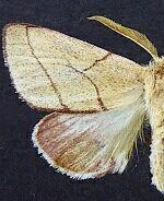 Hyparpax perophoroides