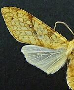 Lophocampa annulosa