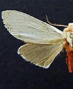 Euchaetes bolteri