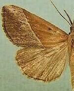 Hypena lividalis