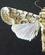 Collomena inflexa