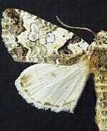 Cerma cerintha