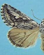 Airamia albiocula