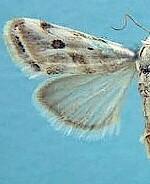 Ponometia hutsoni