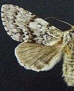 Acronicta spinea