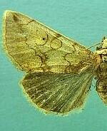 Basilodes straminea