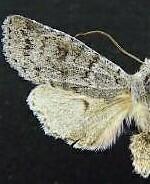 Lithophane tephrina