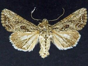 Anarta fulgora