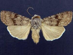 Euxoa extranea