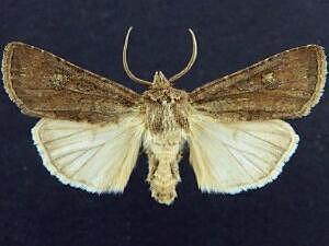 Euxoa henrietta