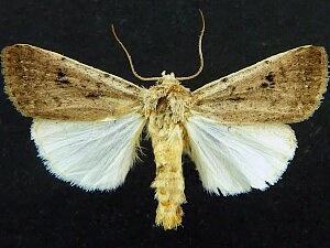 Anicla simplicius