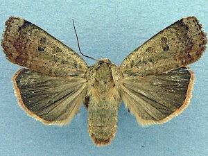 Abagrotis alternata