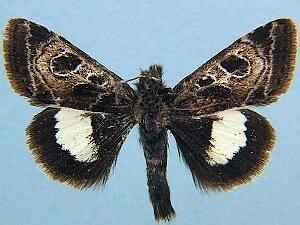 Heliothis belladonna