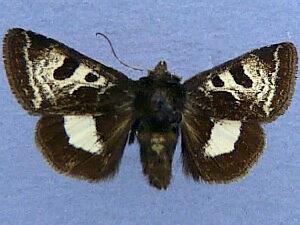 Heliothis belladonna