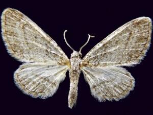 Eupithecia castellata