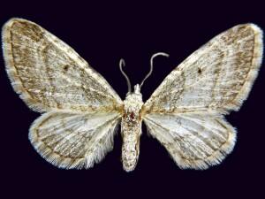 Eupithecia castellata