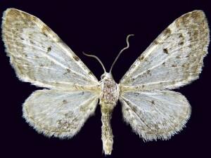 Eupithecia litoris