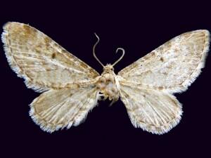 Eupithecia nimbosa