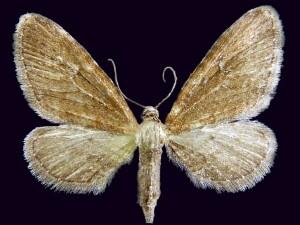 Eupithecia purpurissata