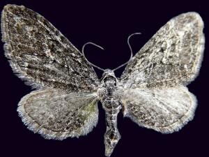 Eupithecia scabrogata