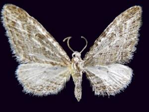 Eupithecia hohokamae