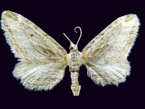 Eupithecia adequata