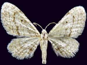 Eupithecia mendicata