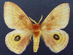 Automeris patagoniensis