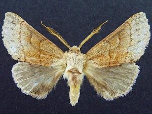 Euhyparpax rosea